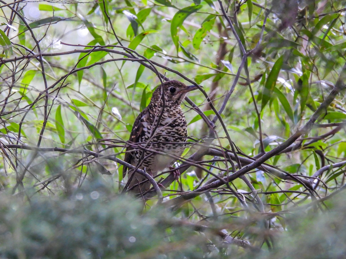 Bassian Thrush - ML620694427