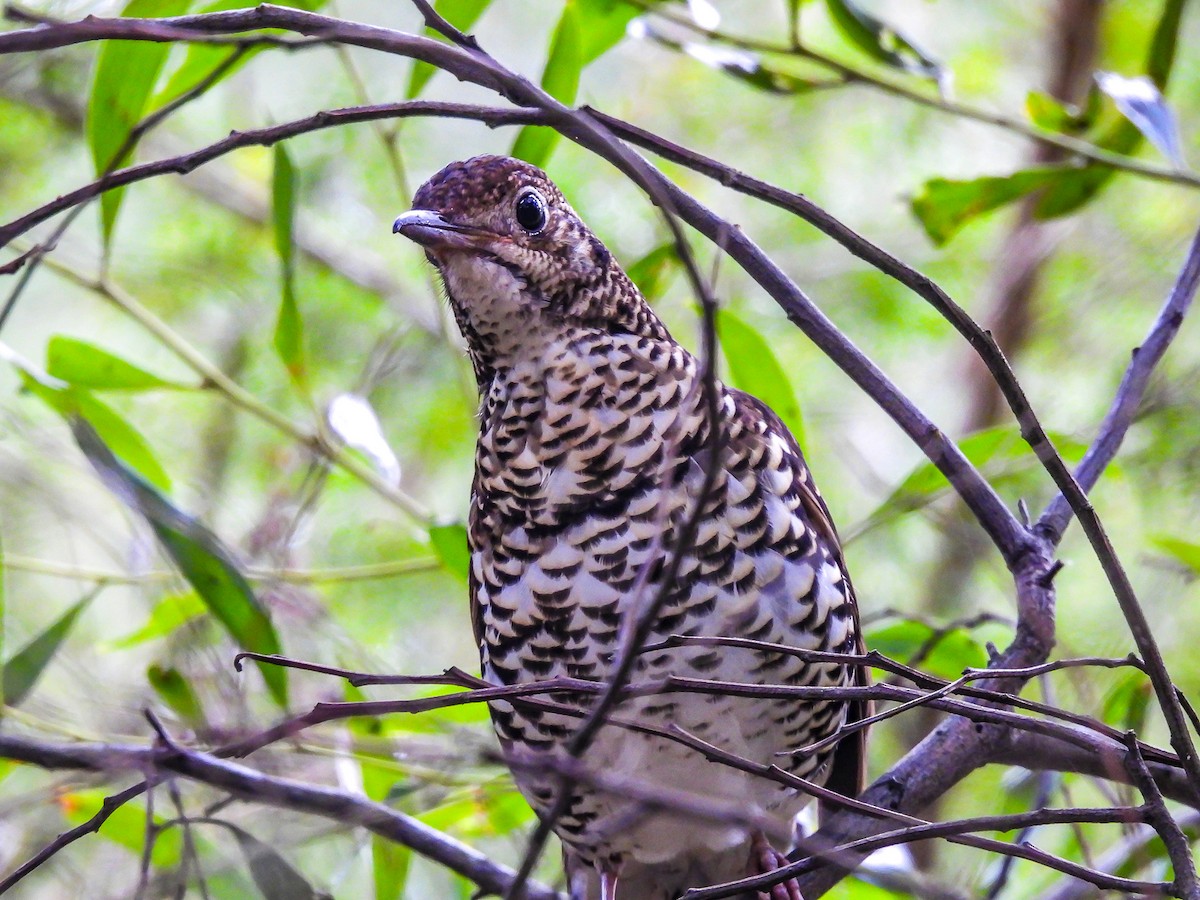 Bassian Thrush - ML620694429