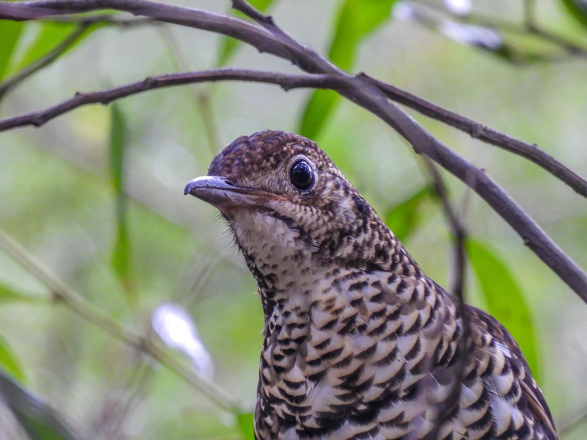 Bassian Thrush - ML620694430