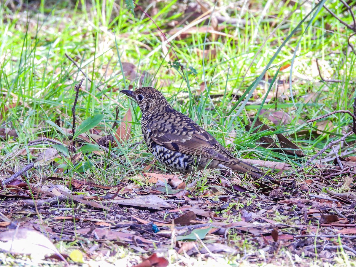 Bassian Thrush - ML620694431