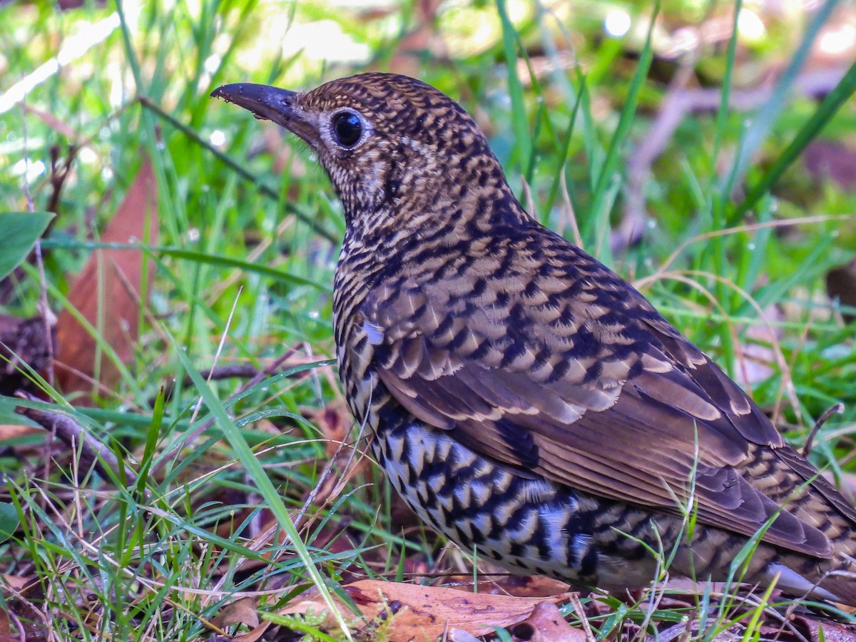 Bassian Thrush - ML620694432