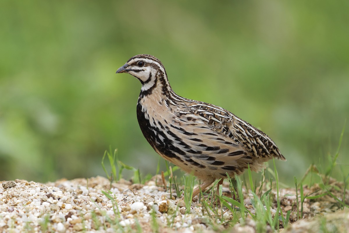 Rain Quail - ML620694434