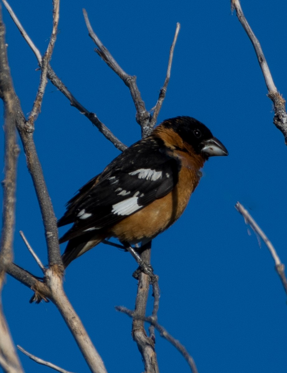 Cardinal à tête noire - ML620694438