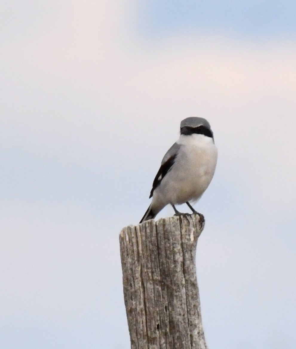 Loggerhead Shrike - ML620694442