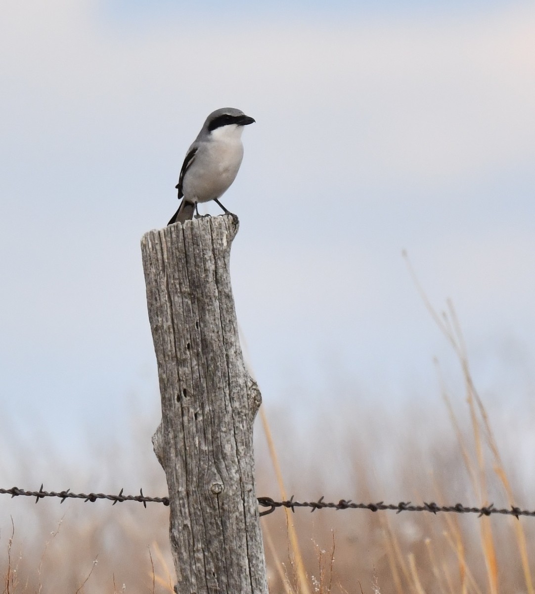 Loggerhead Shrike - ML620694445