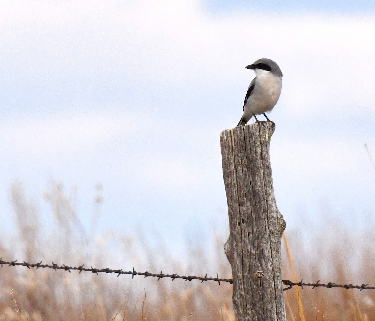 Loggerhead Shrike - ML620694446