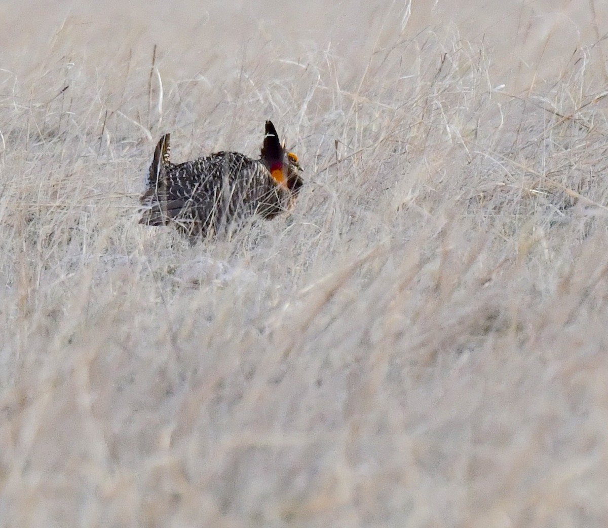 Greater Prairie-Chicken - ML620694447