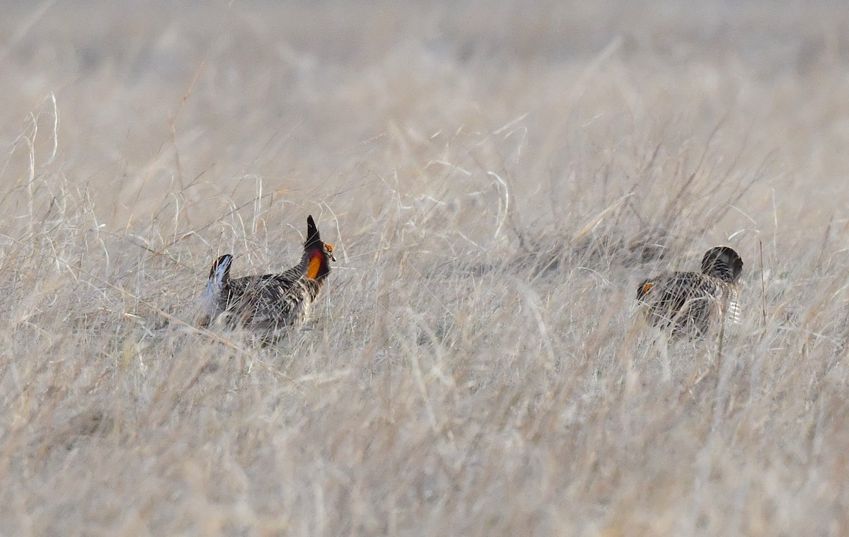 Greater Prairie-Chicken - ML620694448