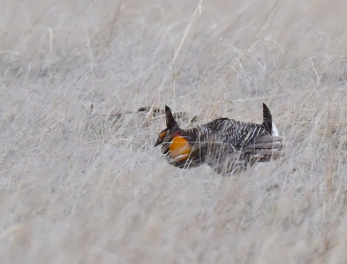 Greater Prairie-Chicken - ML620694451