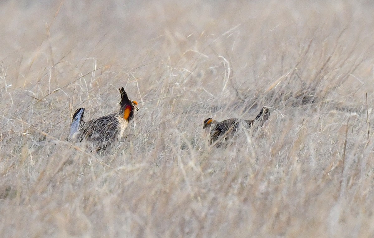 Greater Prairie-Chicken - ML620694453