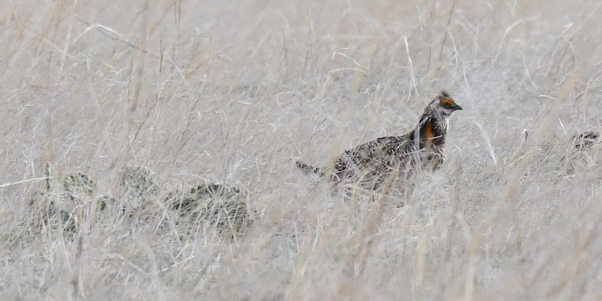 Greater Prairie-Chicken - Kristen Cart