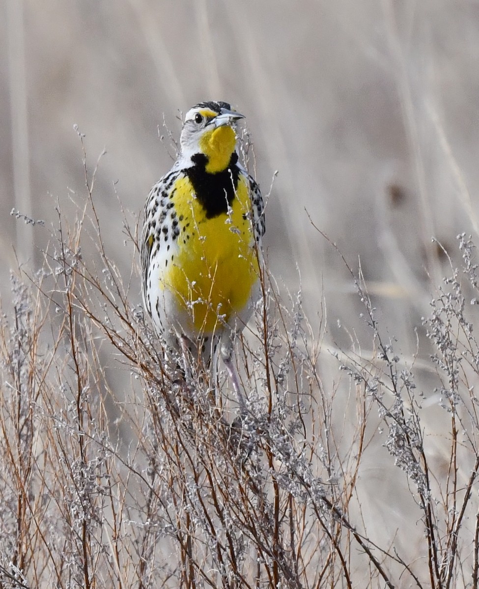 Western Meadowlark - ML620694456