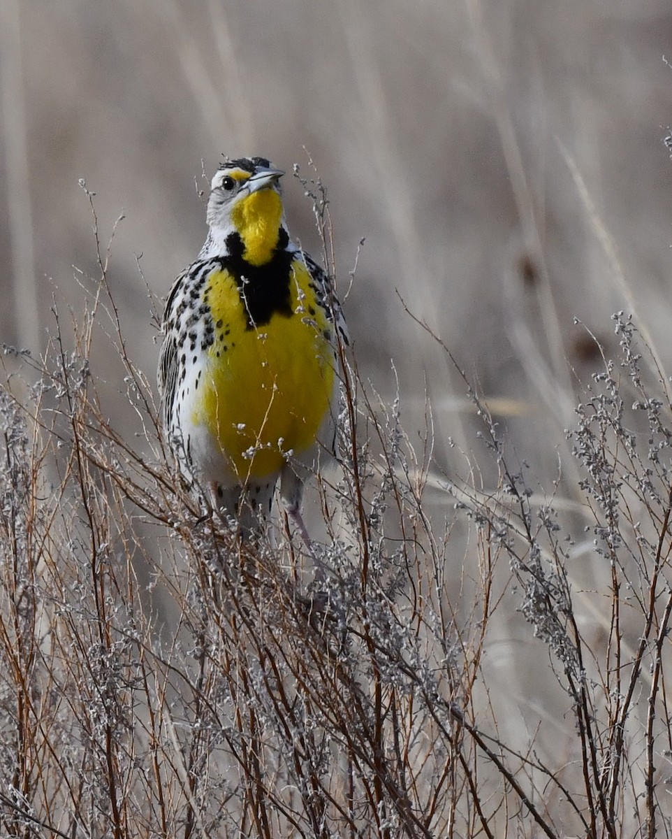 Western Meadowlark - ML620694460