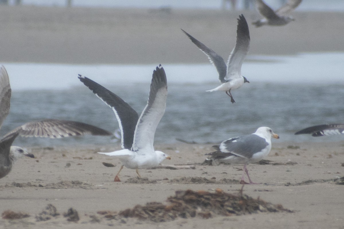 Gaviota Sombría - ML620694466