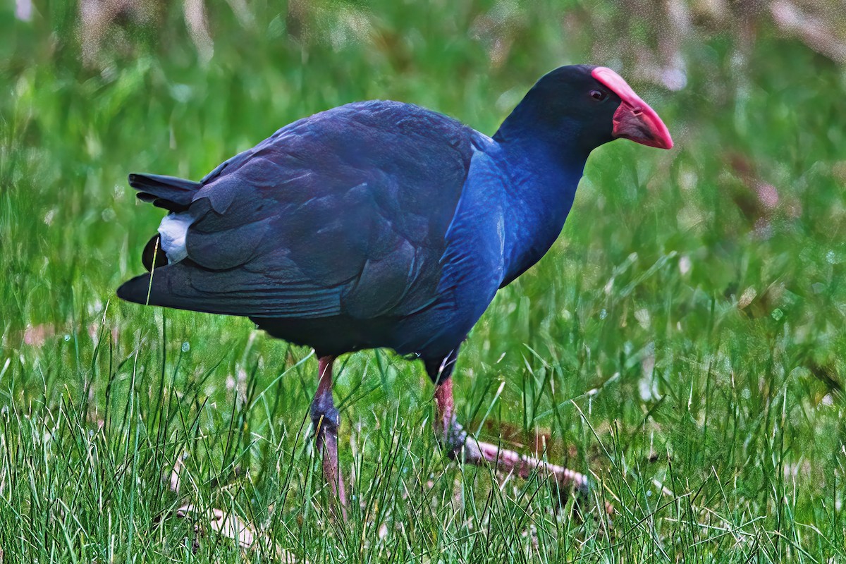 Australasian Swamphen - ML620694467