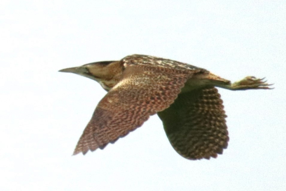 Great Bittern - ML620694473