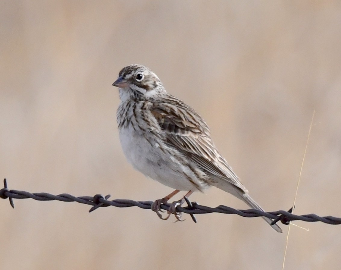 Vesper Sparrow - ML620694474