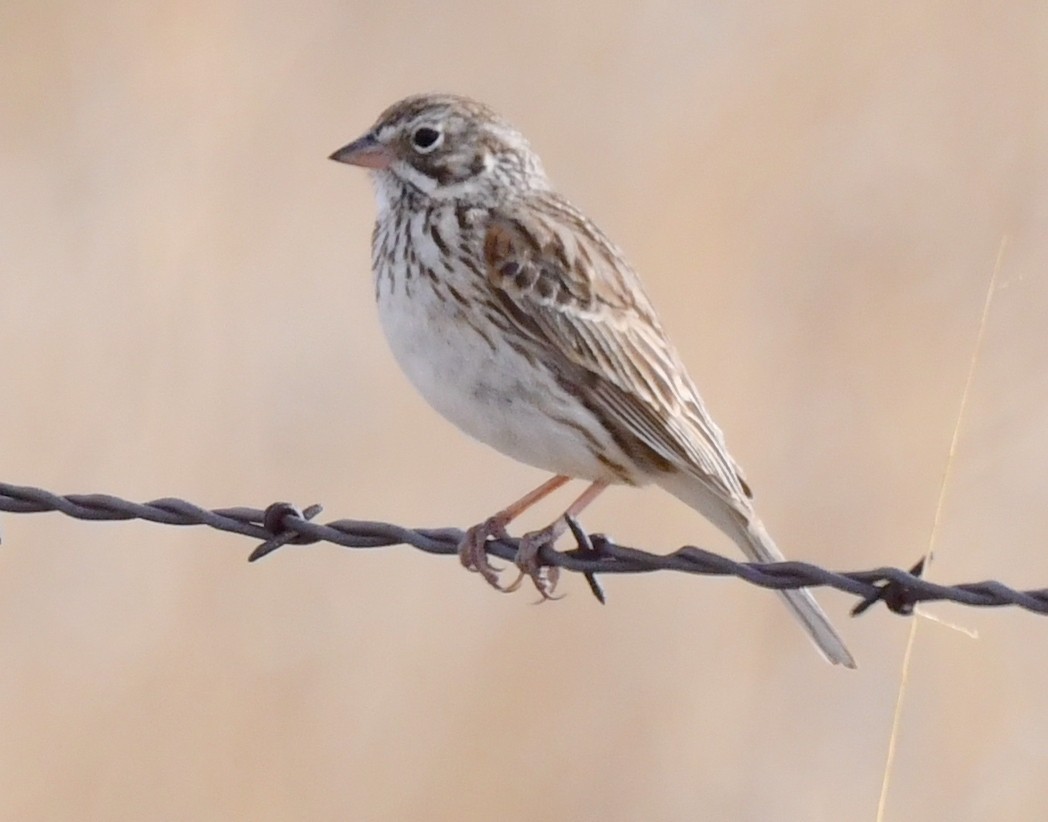 Vesper Sparrow - ML620694475