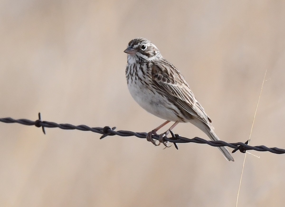 Vesper Sparrow - ML620694476