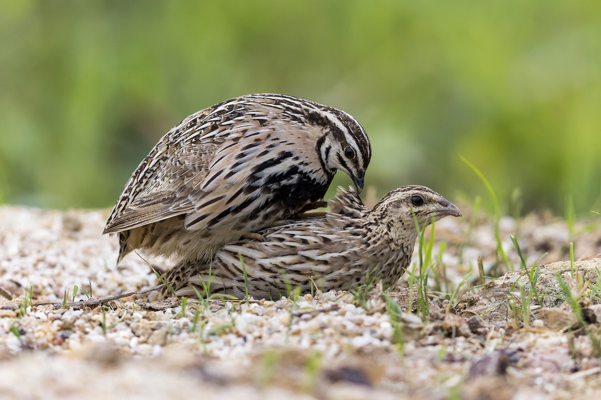 Rain Quail - ML620694478