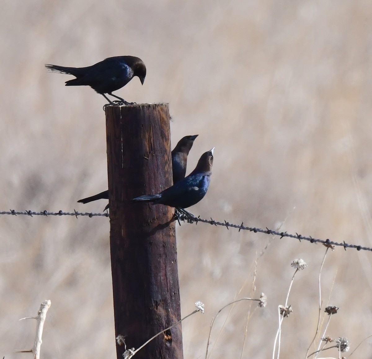 Brown-headed Cowbird - Kristen Cart