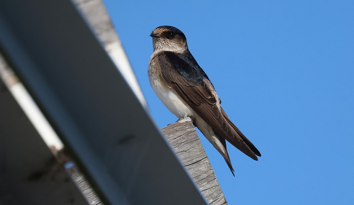 Golondrina Arborícola - ML620694482