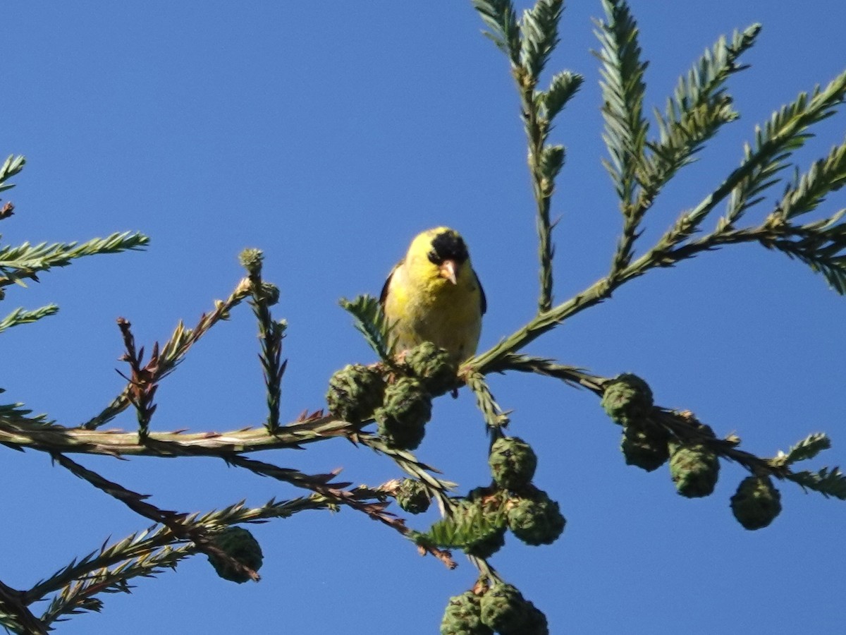 Chardonneret jaune - ML620694483