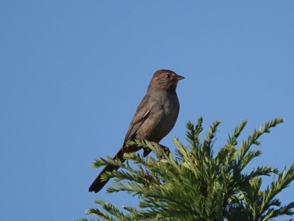 California Towhee - ML620694484