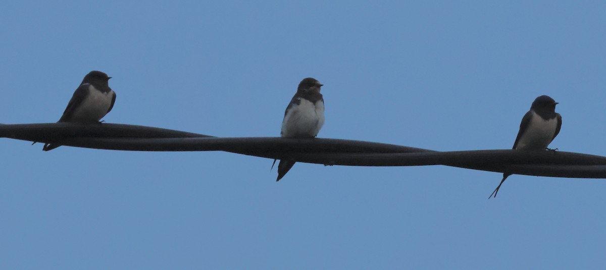 Barn Swallow - ML620694485