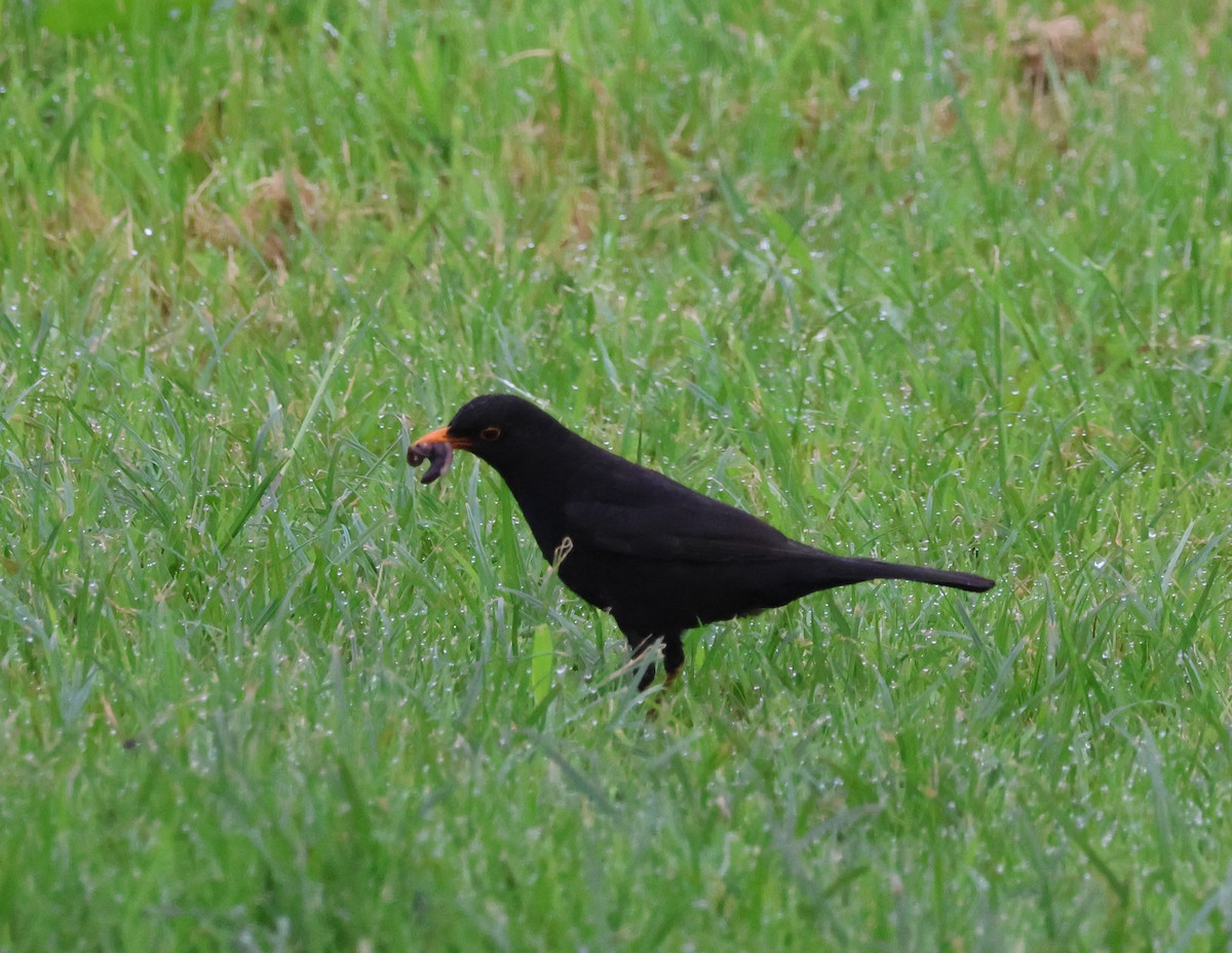 Eurasian Blackbird - ML620694487