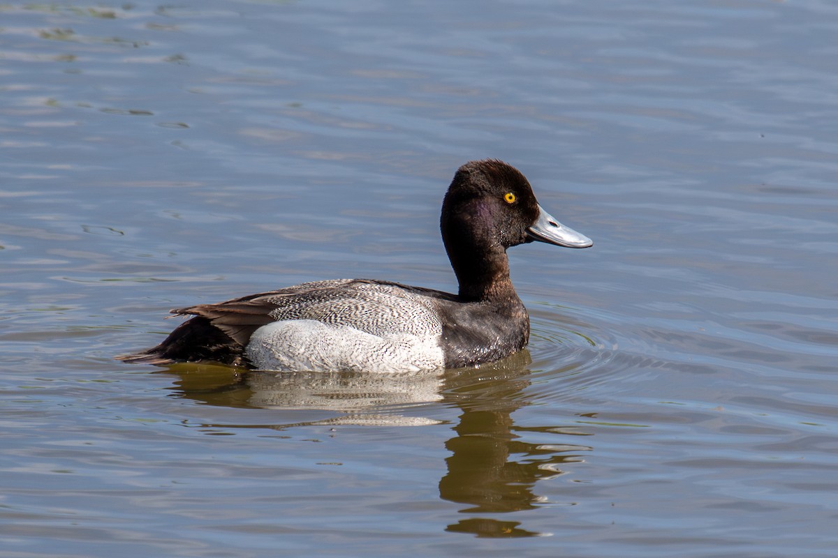 Lesser Scaup - ML620694488