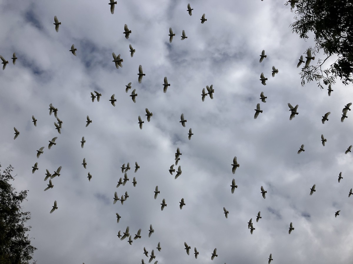 Cacatoès corella - ML620694490