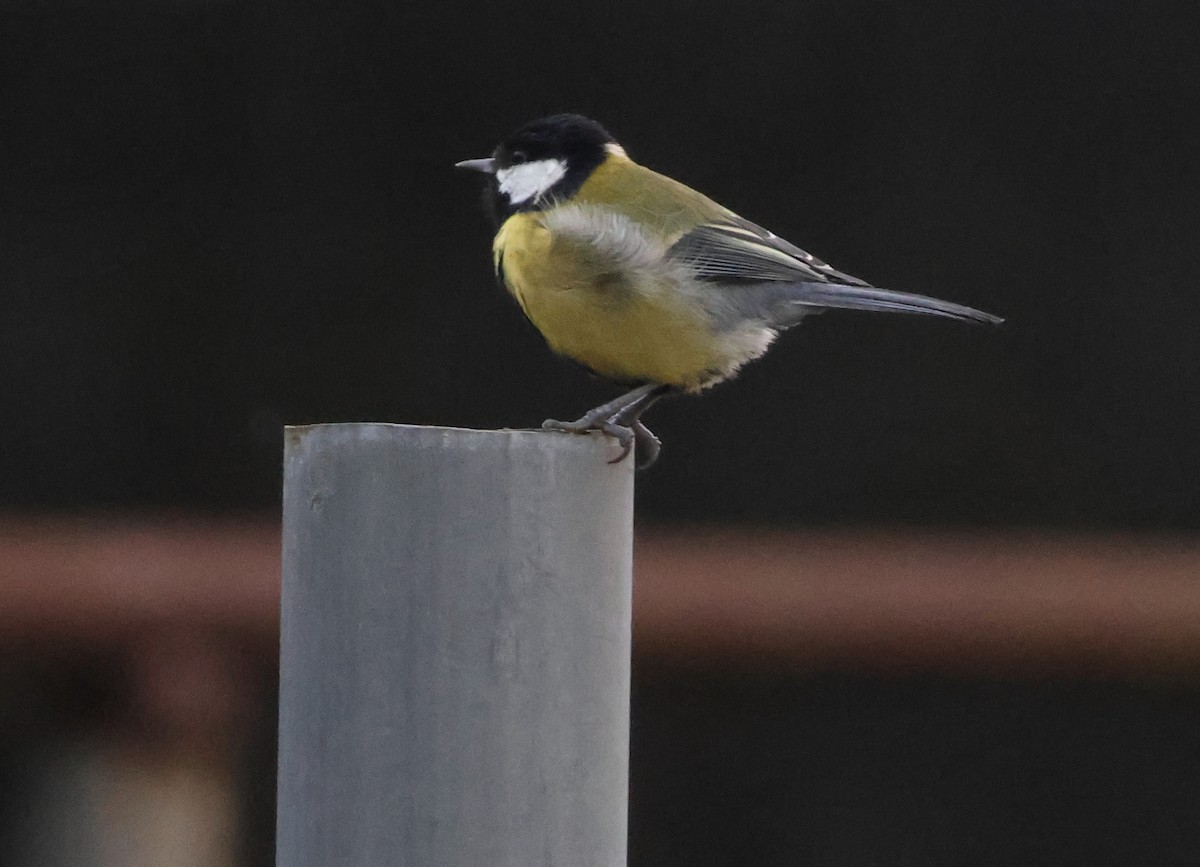 Great Tit - ML620694491