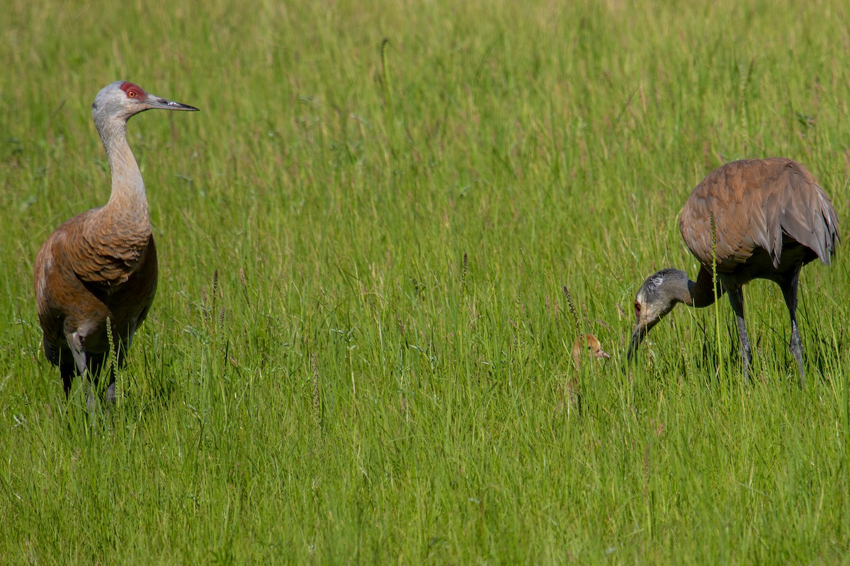 Sandhill Crane - Robin Corcoran