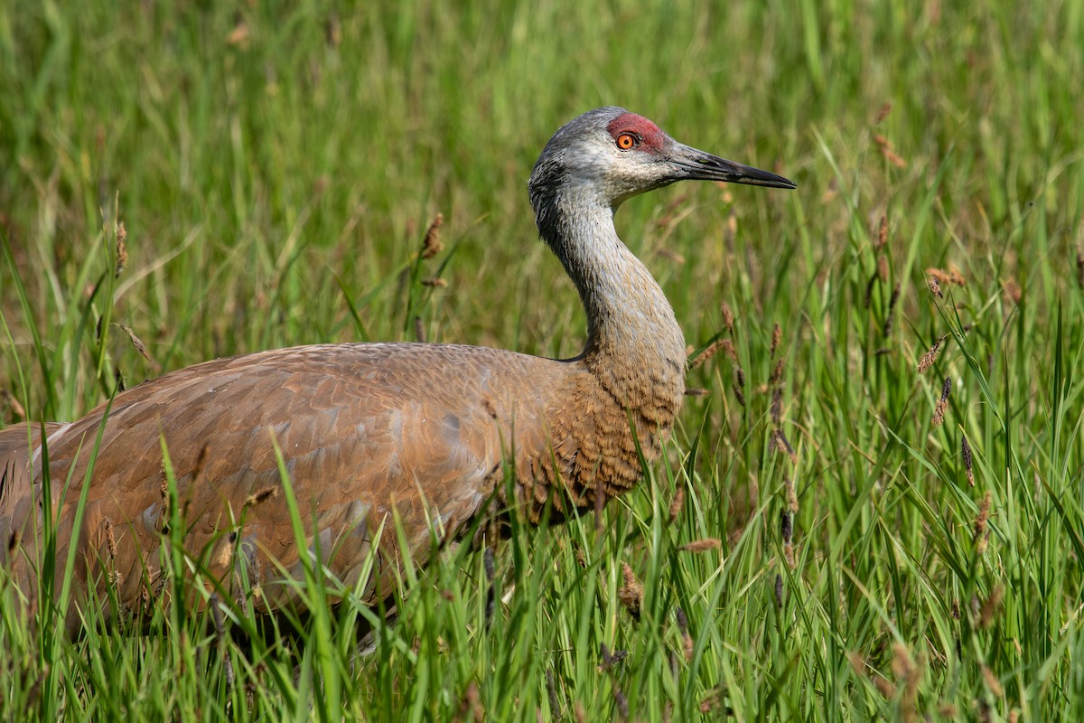 Grulla Canadiense - ML620694497