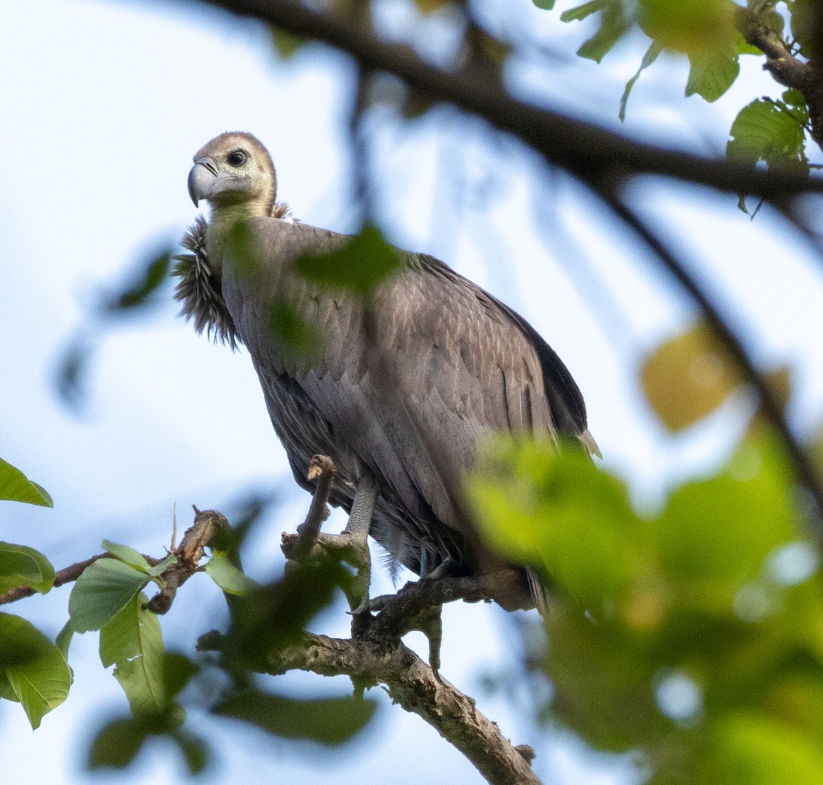 White-rumped Vulture - ML620694502