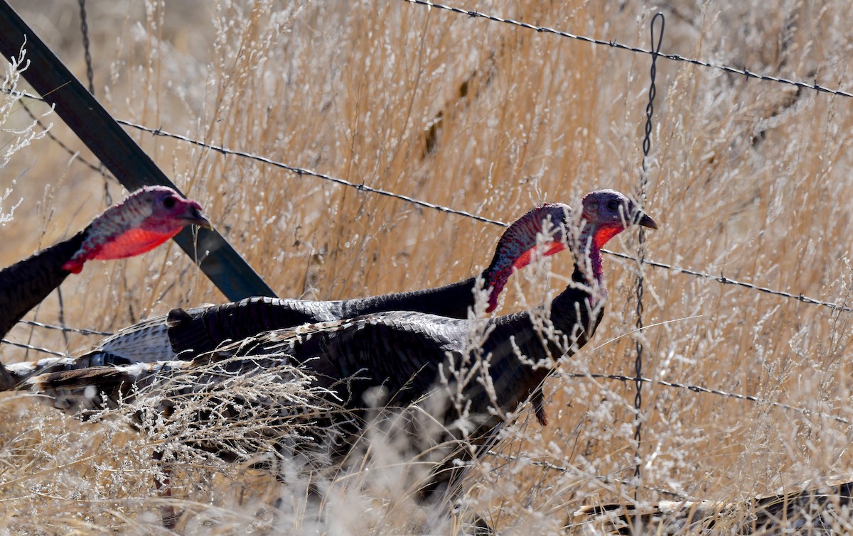 Wild Turkey - ML620694505