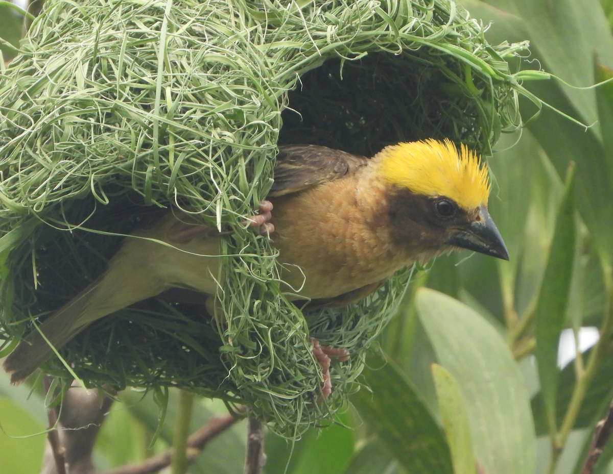 Baya Weaver - ML620694508