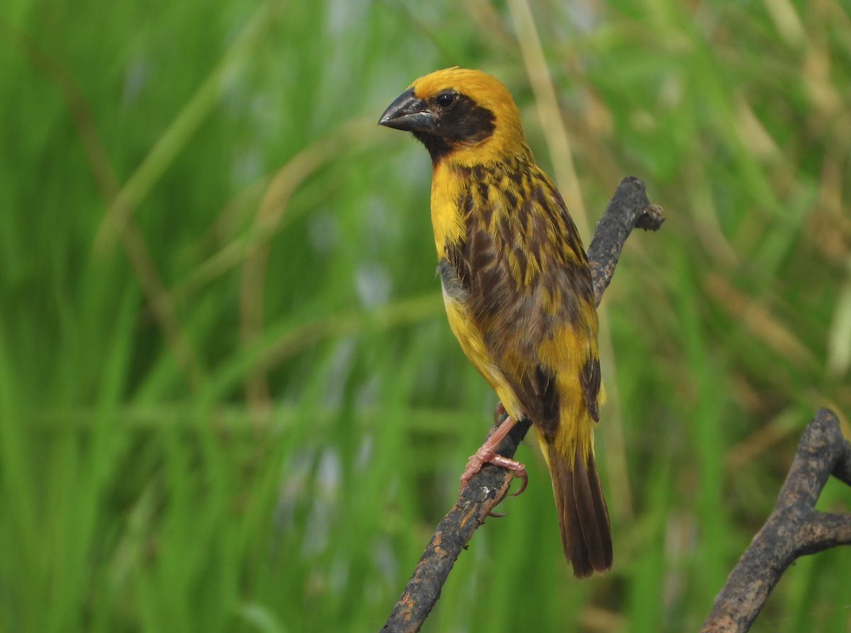 Asian Golden Weaver - ML620694509