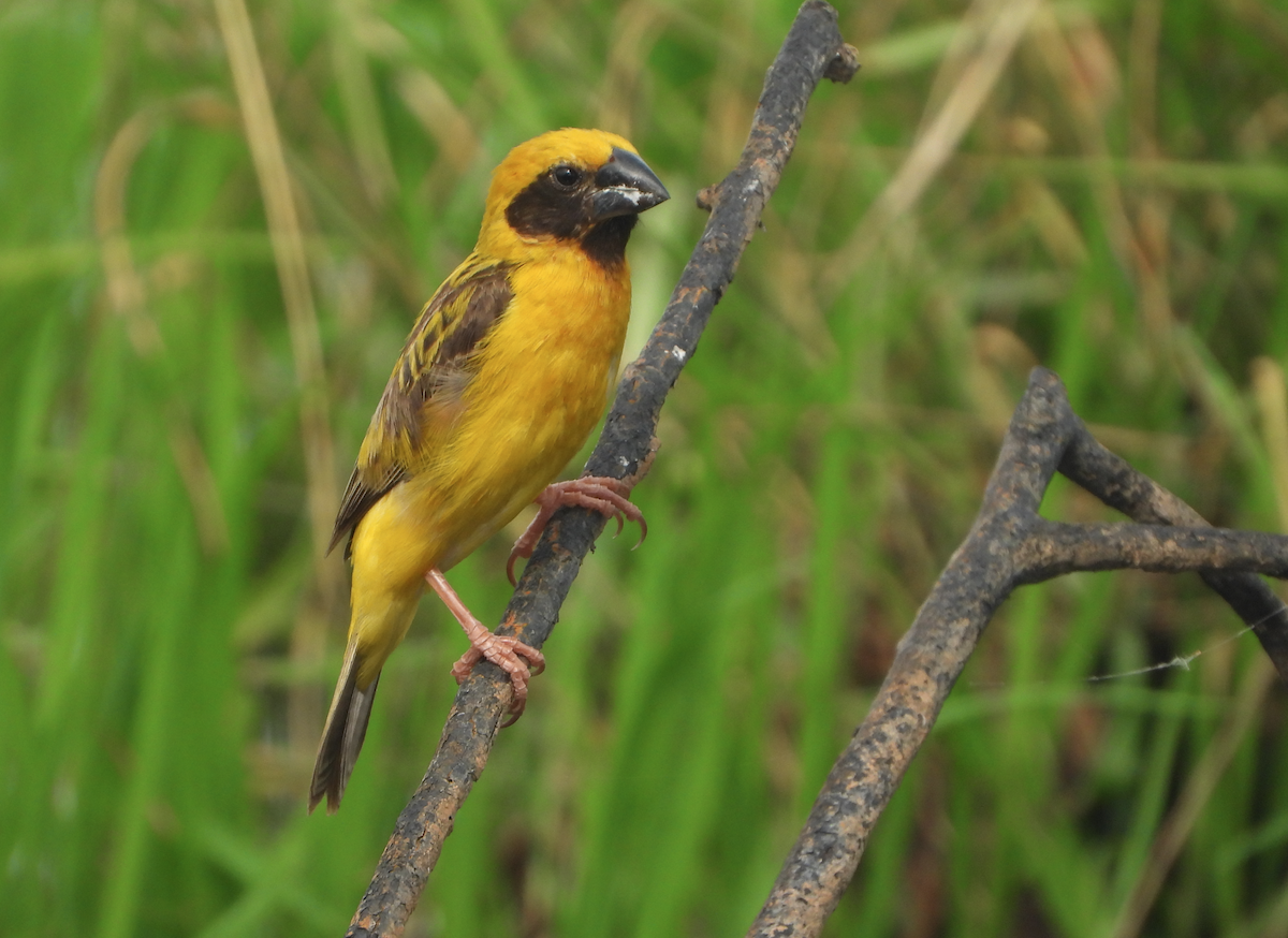 Asian Golden Weaver - ML620694510