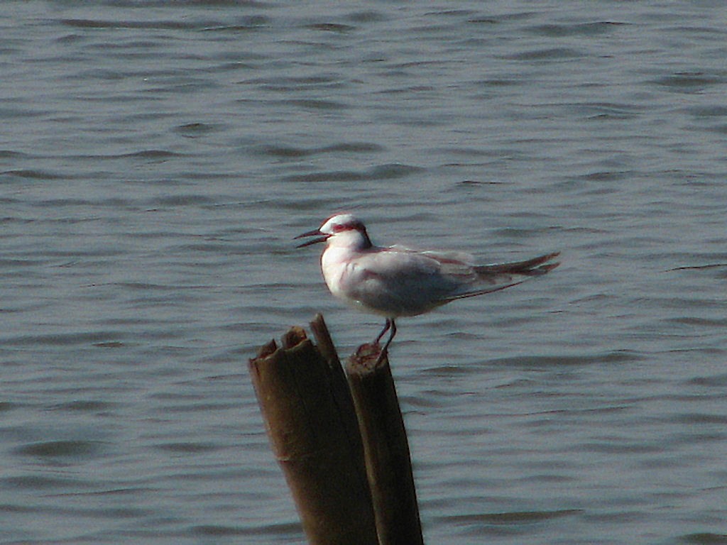 Gull-billed Tern - ML620694513