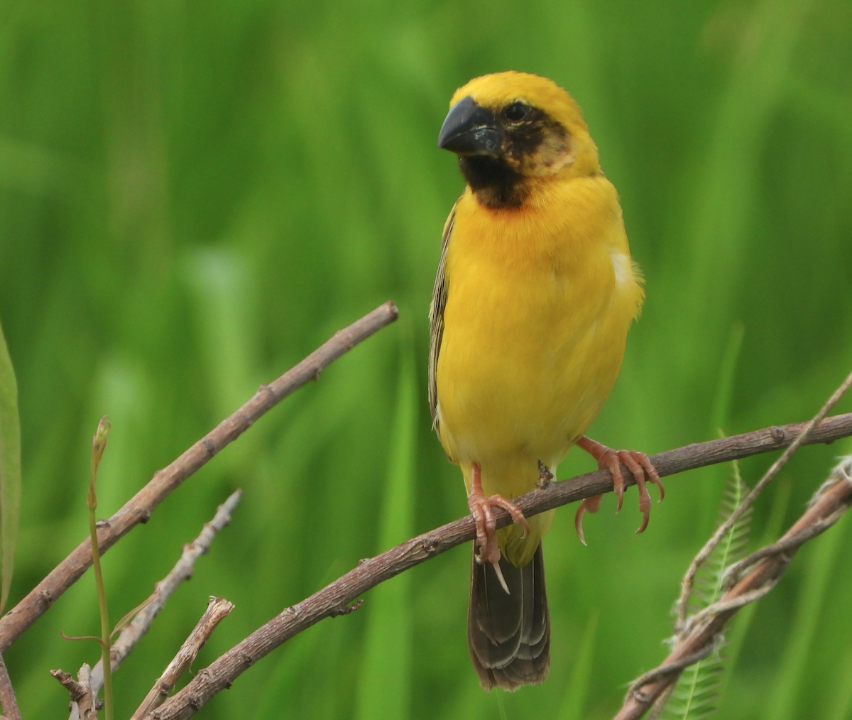 Asian Golden Weaver - ML620694514