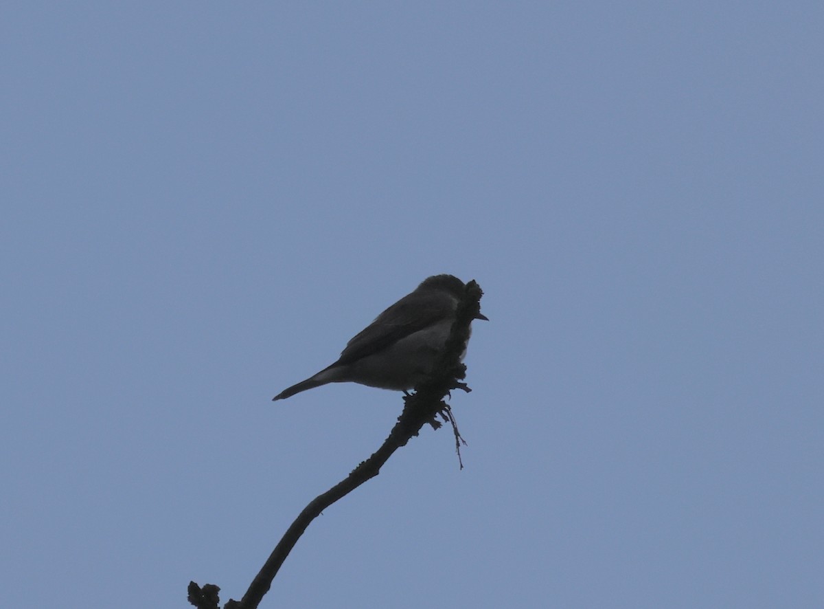 Eurasian Blackcap - ML620694518