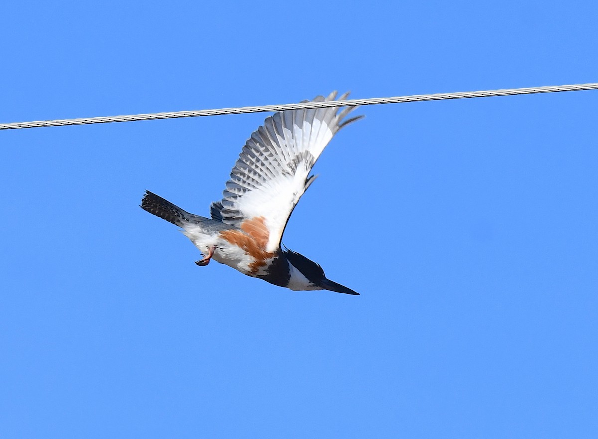 Belted Kingfisher - ML620694519