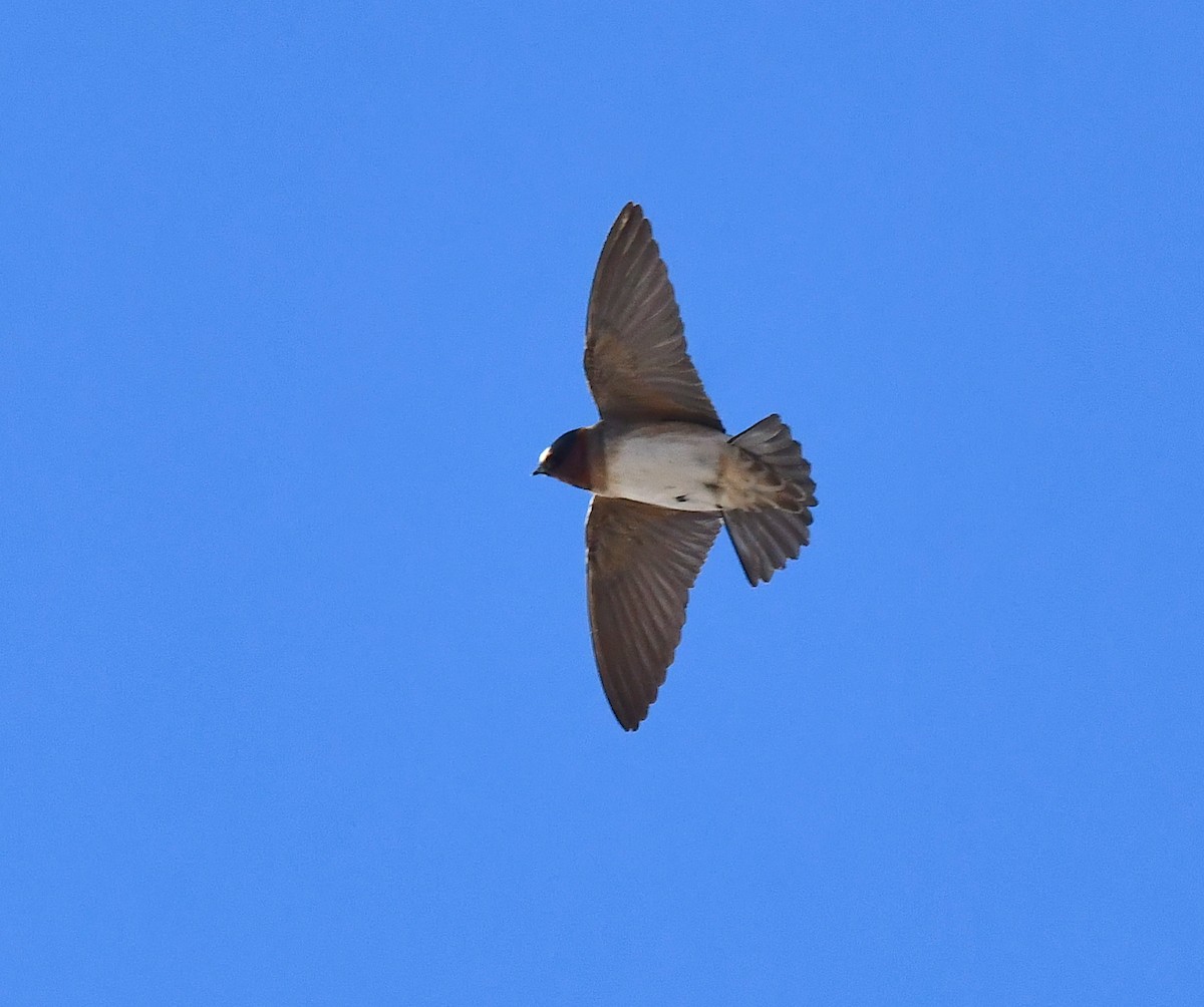 Cliff Swallow - ML620694520