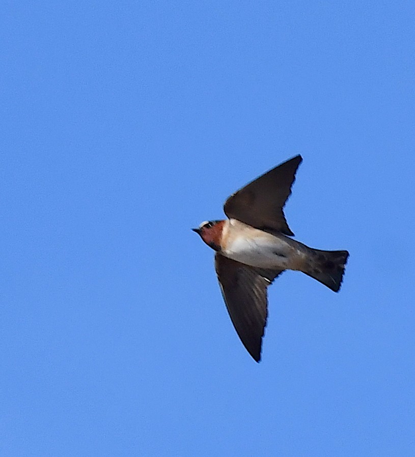 Cliff Swallow - ML620694522