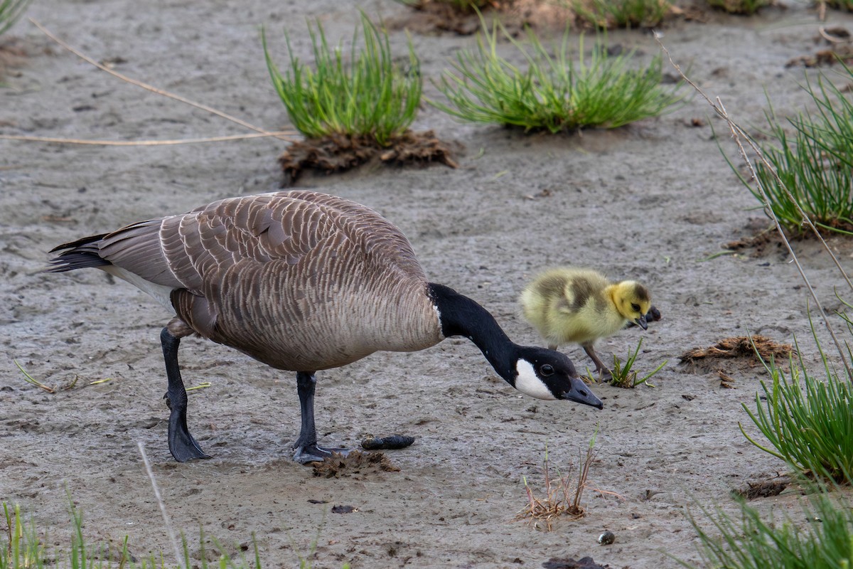 Canada Goose - ML620694524