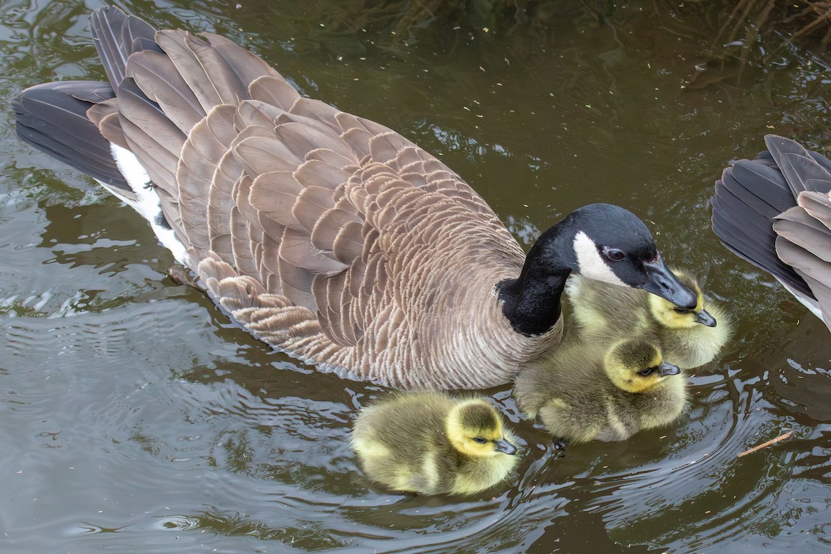 Canada Goose - ML620694528