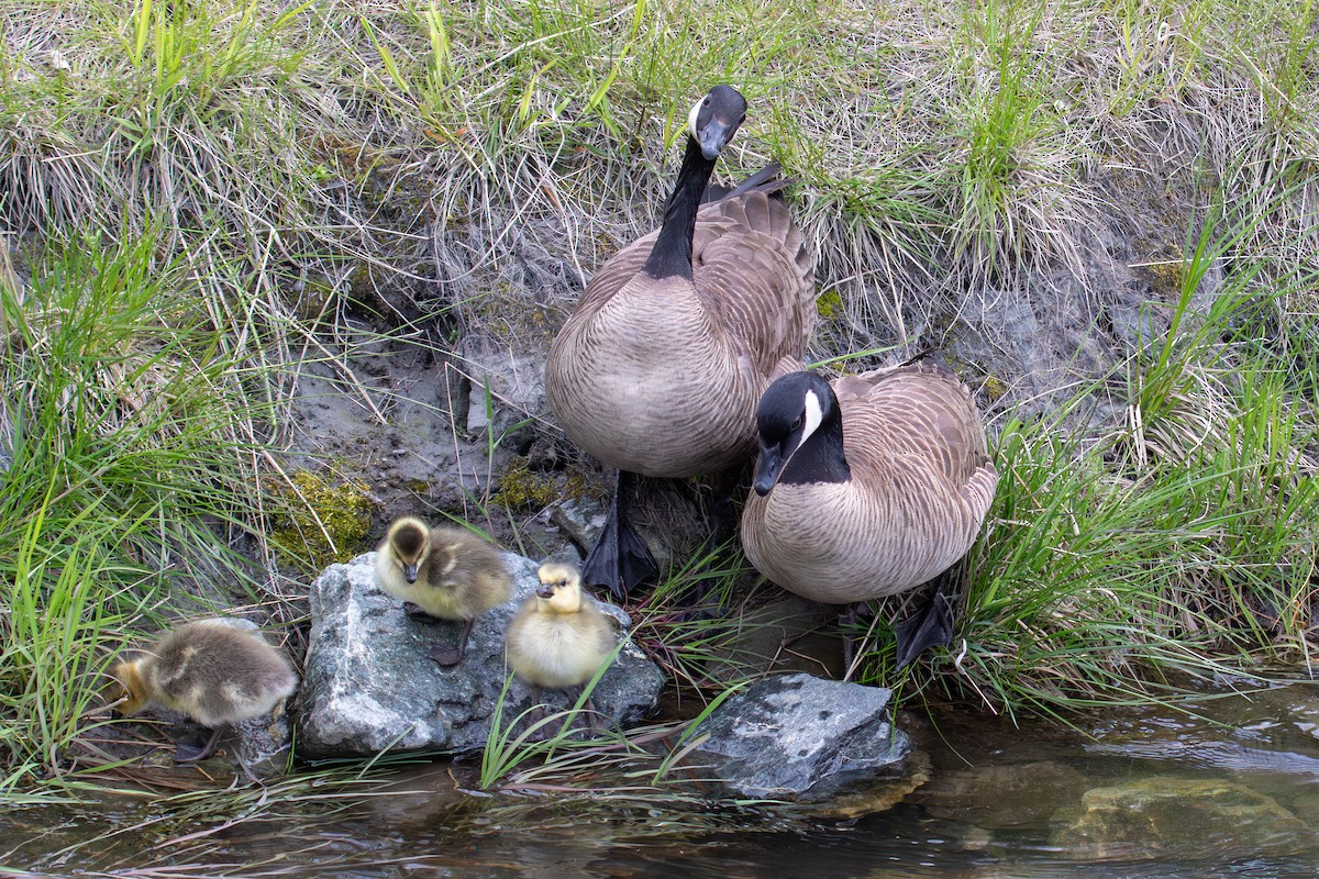 Canada Goose - ML620694529