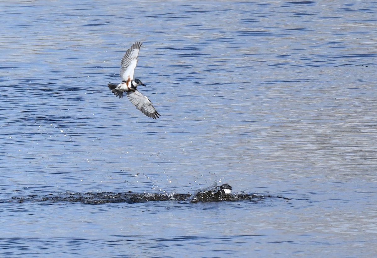 Belted Kingfisher - ML620694533